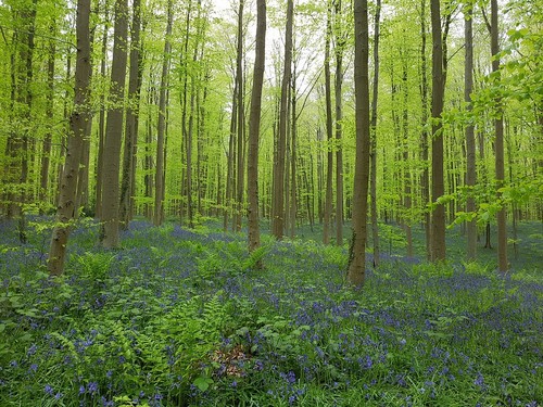 Chalet Brabant huren in de natuur